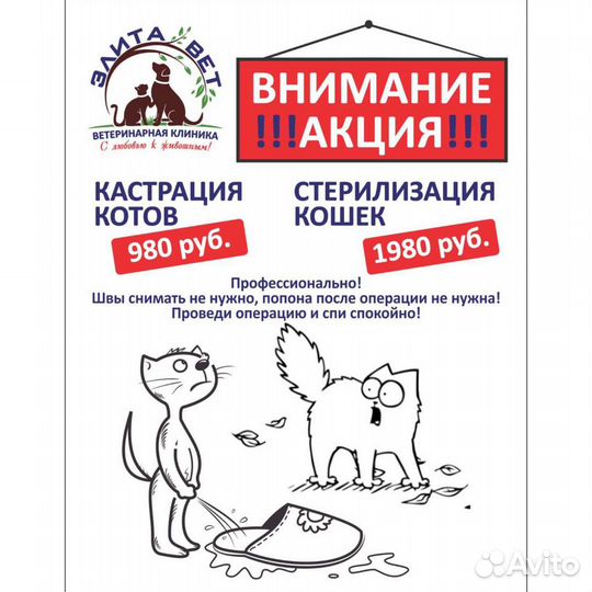 Кастрация, стерилизация кошек, беременных кошек