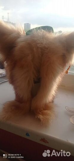 Фурсьют обмен/продажа