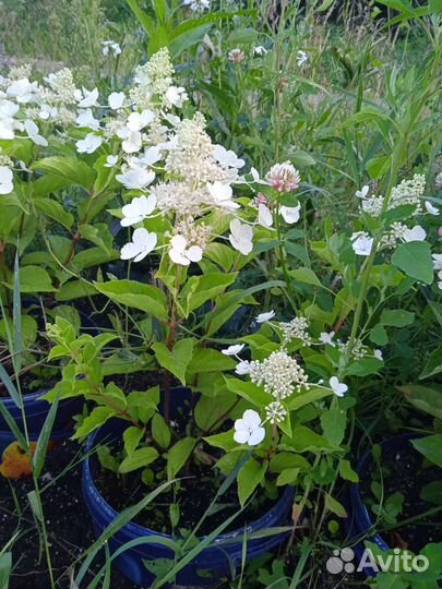 Гортензия вайт леди