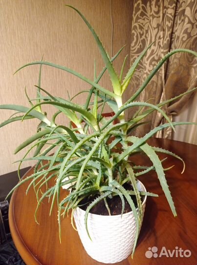 Цветок алоэ 5 лет