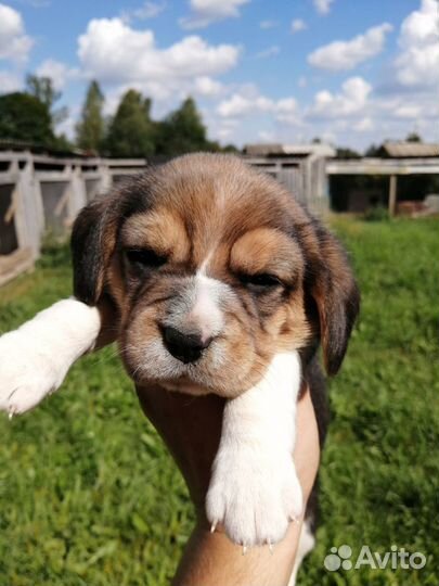 Бигль из питомника