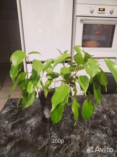 Фикус бенгальский и Бенжамин