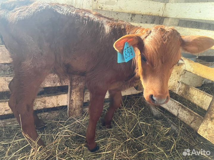 Бычки и телки с доставкой до двора