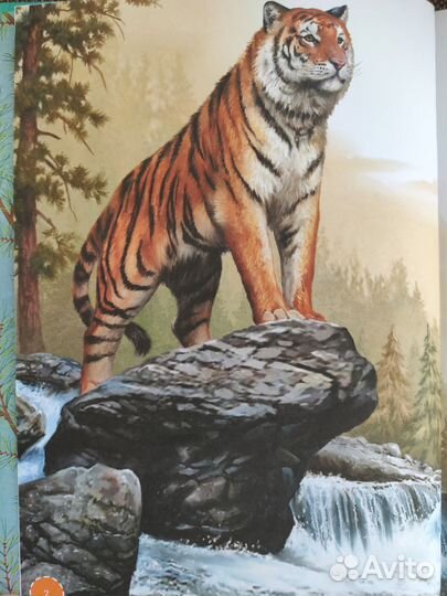 Я тигр. Книги о животных. Animalbooks