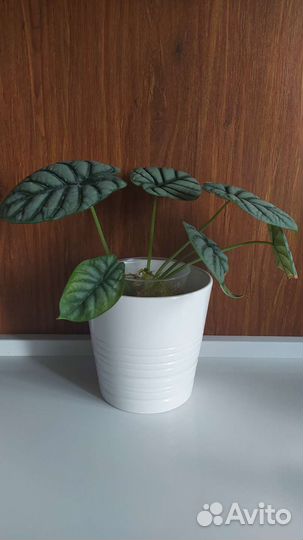 Кашпо IKEA икея Мускот