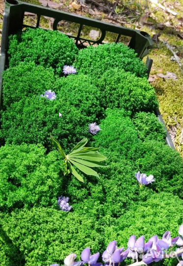 Свежий стабилизированный мох королевский ягель от