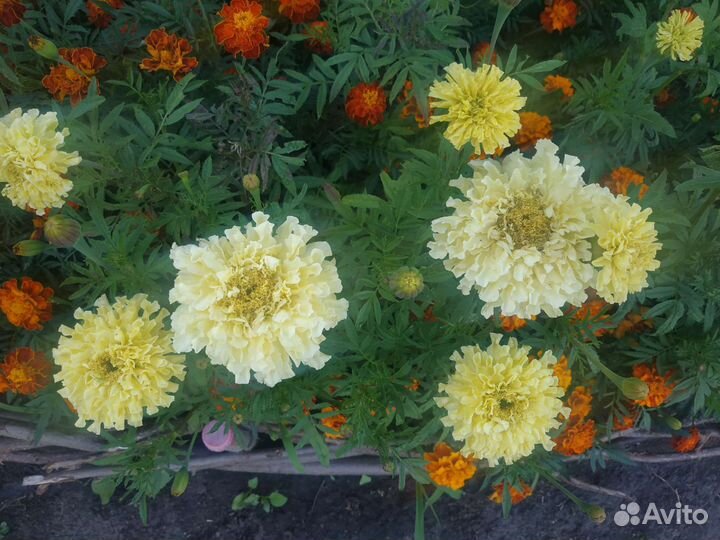 Бархатцы лимонные