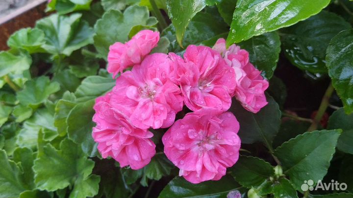 Бугенвиллия,герань(пеларгония),бальзамин