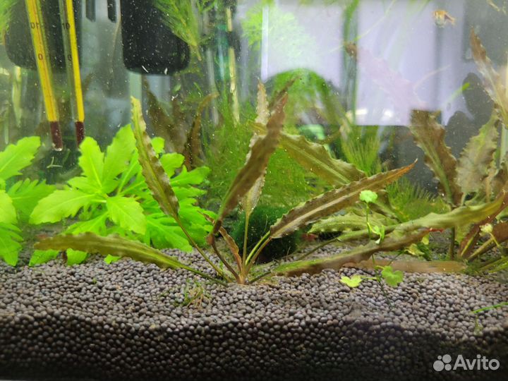 Криптокорина