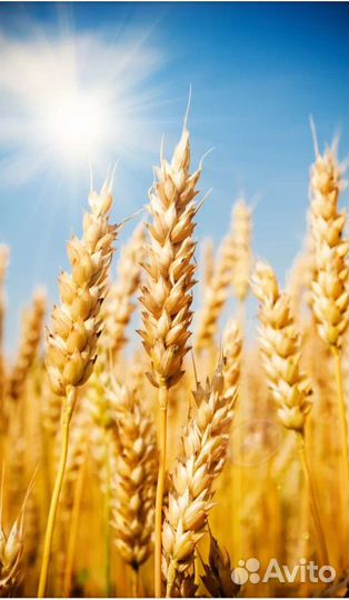 Пшеница