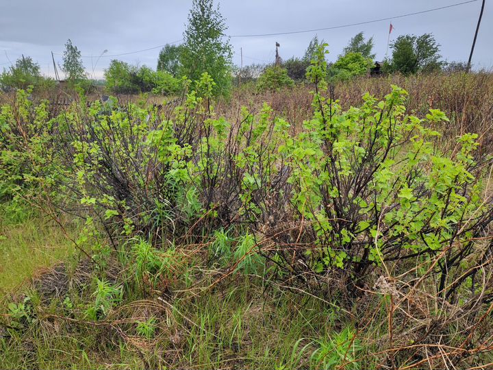 Участок 8 сот. (СНТ, ДНП)