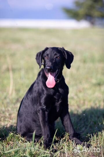 Щенок бесплатно