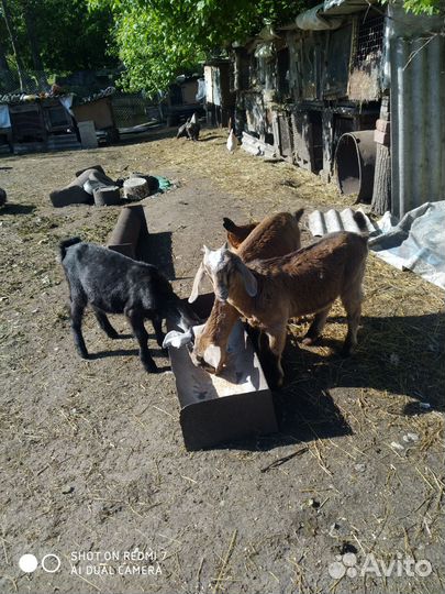 Коза с козлятами