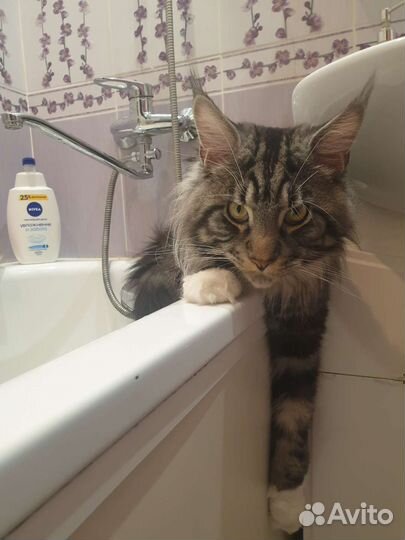 Мейн-кун вязка