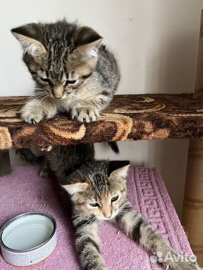 Котята (м/ж) в заботливые руки