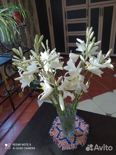 Лилия белая