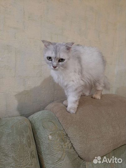 Кошка шотландка
