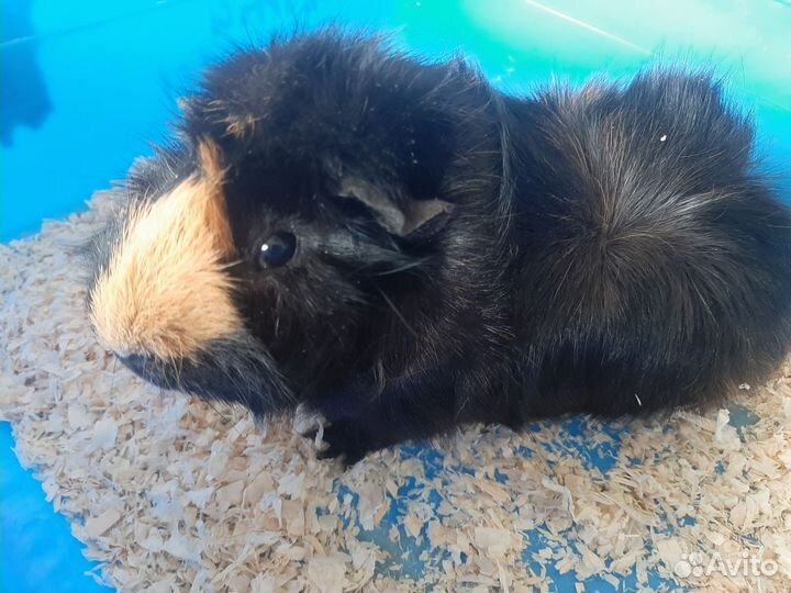 Морские свинки,малыши и подростки