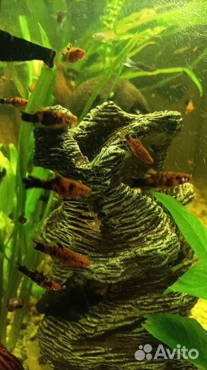 Аквариумные рыбки меченосцы