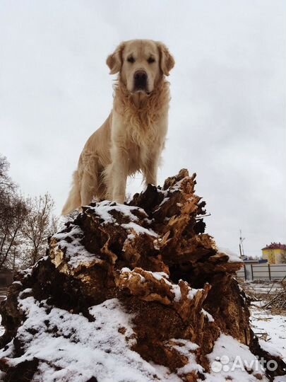 Кобель для вязки