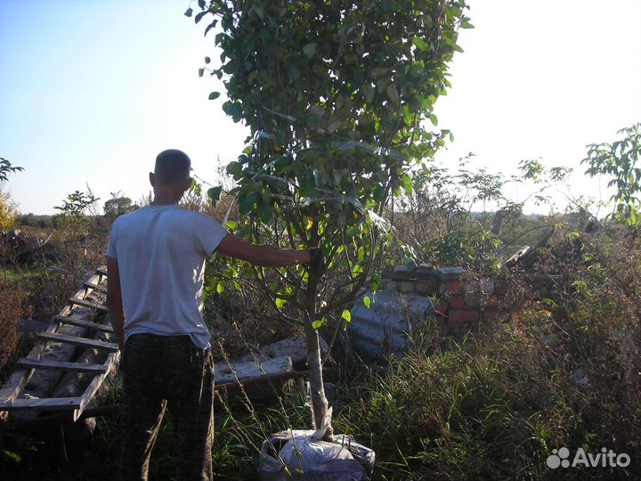 Яблоня Крупномер