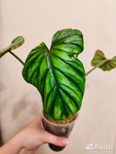 Филодендрон пловмани