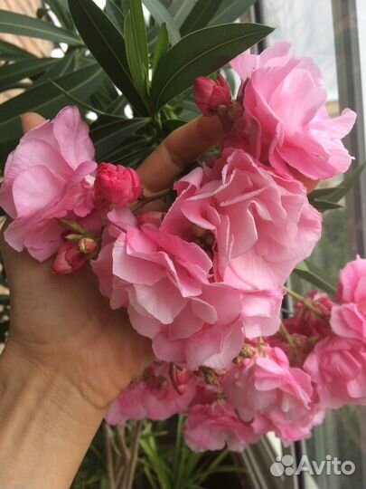 Олеандр махровый, шеффлера, фикус, гибискус