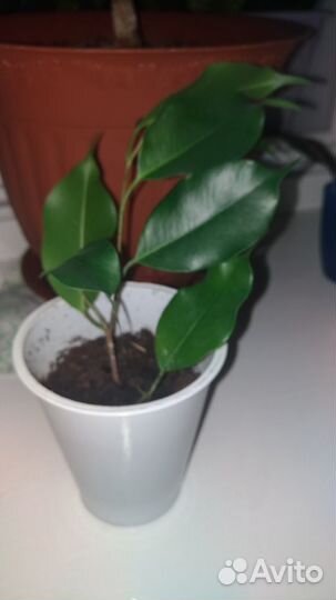 Молодые фикусы Бенджамина