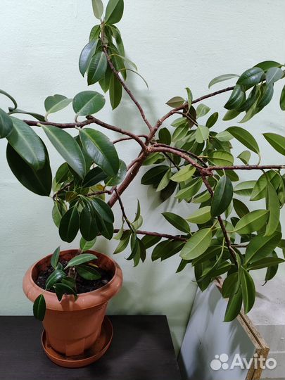 Фикус мелани