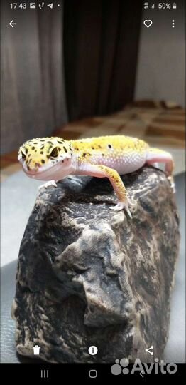 Эублефар с террариумом