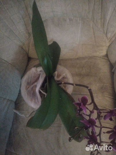 Орхидея черная роза