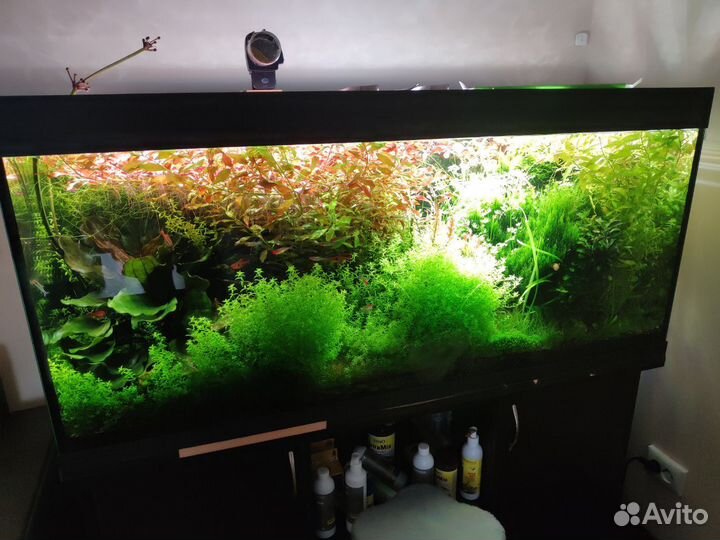 Аквариумные растения прополка