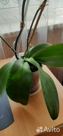 Орхидея фаленопсис