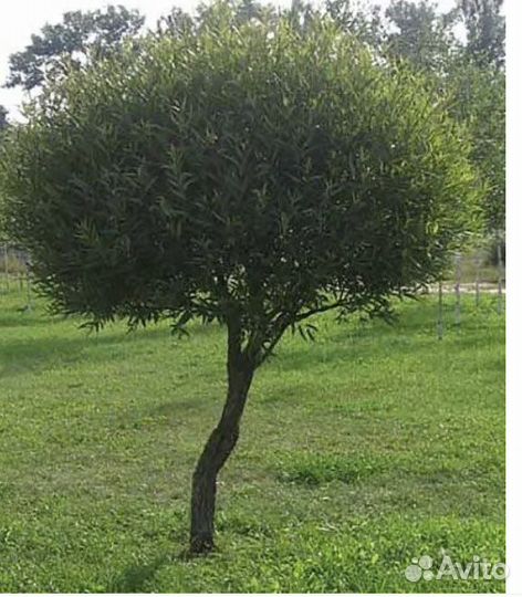 Ива шаровидная