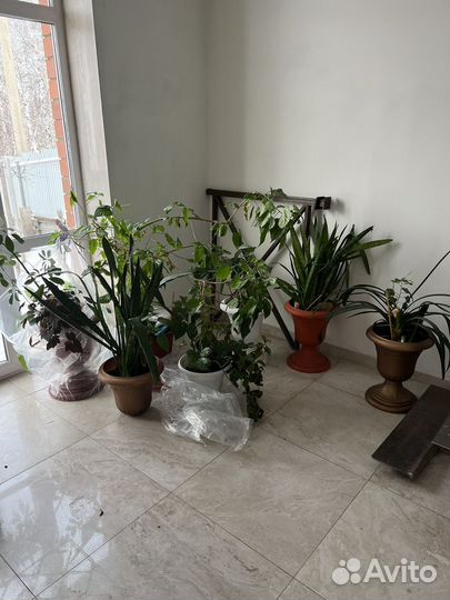 Комнатные цветы