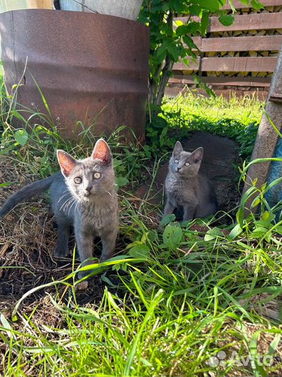 Котята русская голубая
