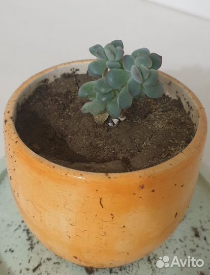 Кактусы и суккуленты