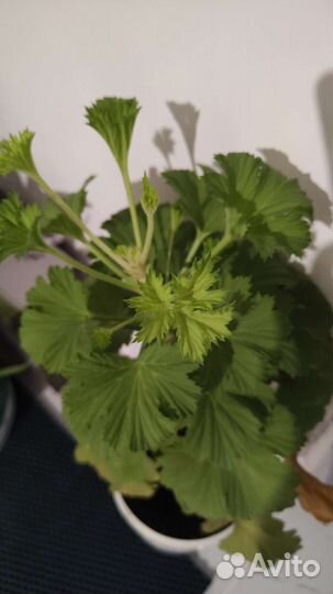 Герань пеларгония королевская