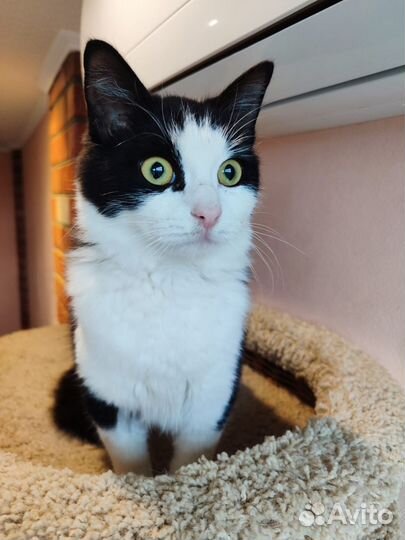 Котёнок кошечка кошка