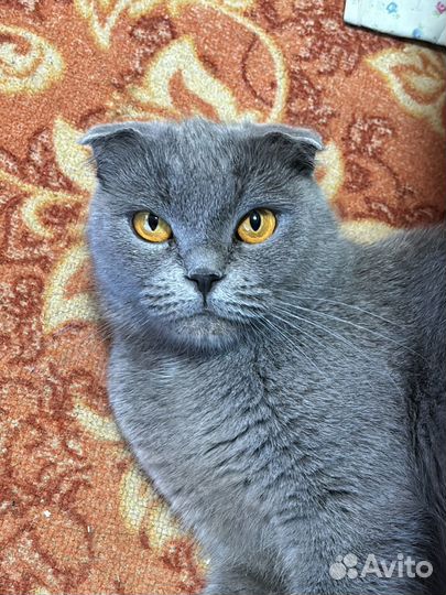 Шотландская вислоухая