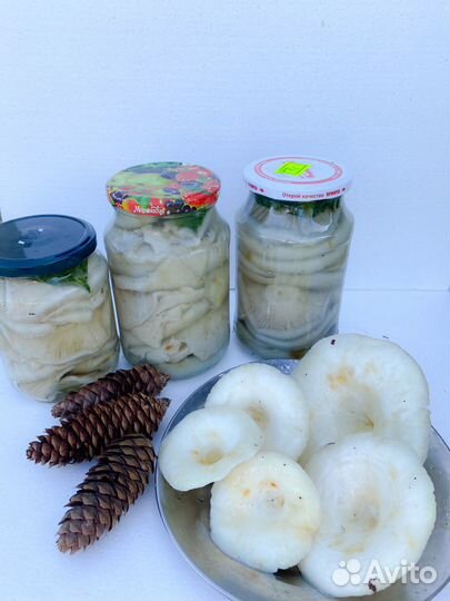 Грузди соленые сбор авг.2023