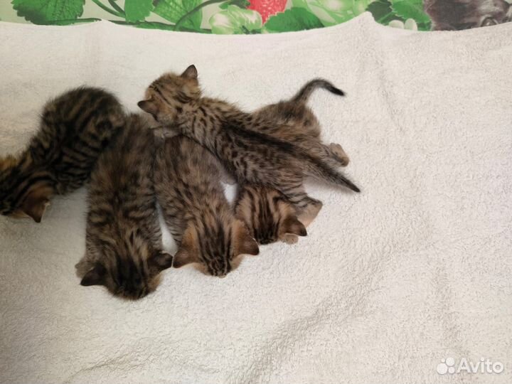 Бенгальская кошка