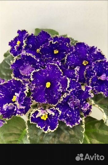 Фиалка коллекционная