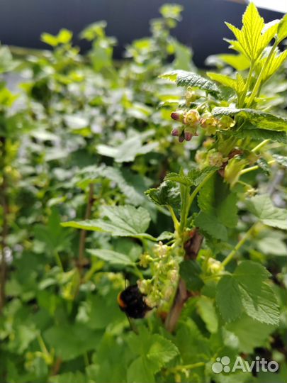 Саженцы чёрной смородины