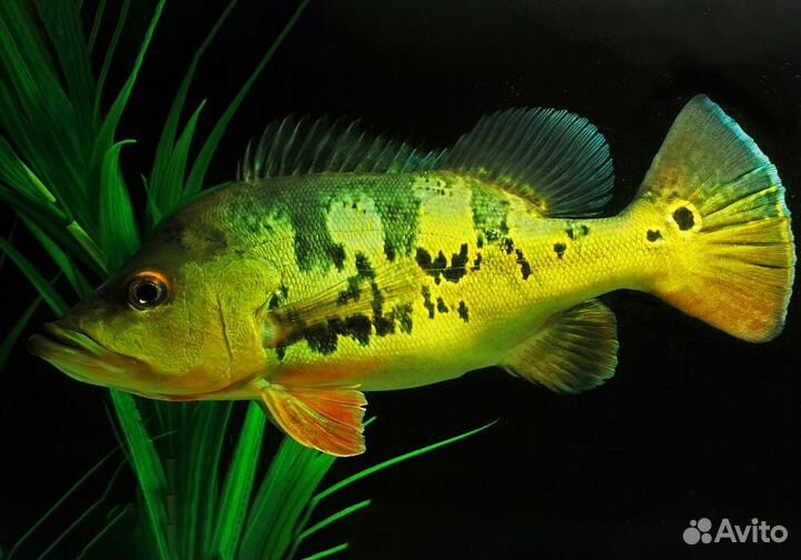 Цихла Монокулус (Cichla monoculus)