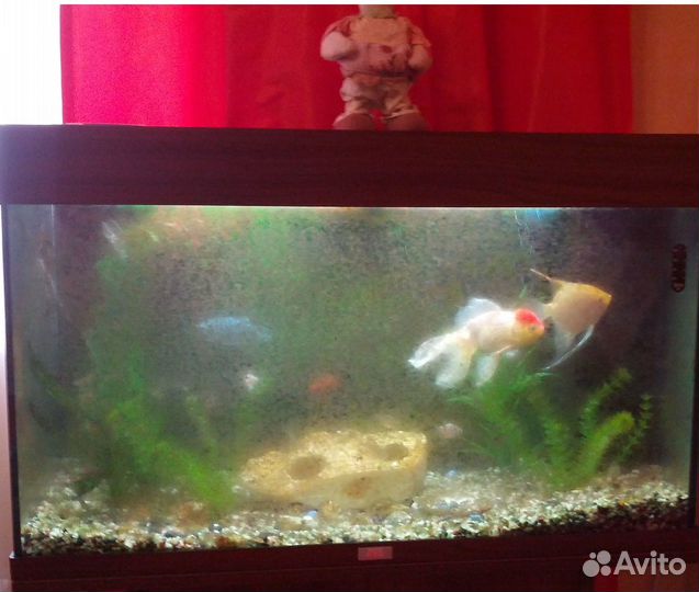 Обслуживание аквариумов