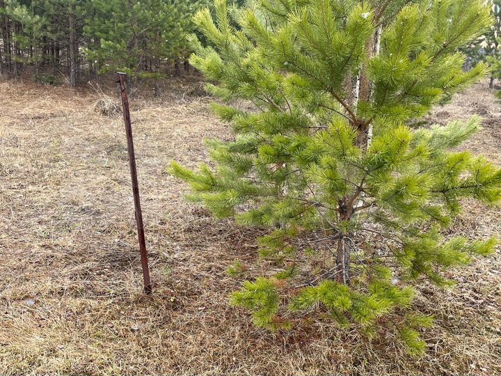 Участок 11,9 сот. (ИЖС)