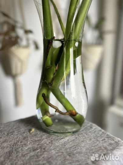 Монстера делициоза