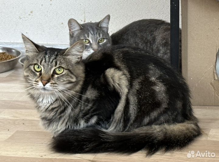 Кошки в добрые руки