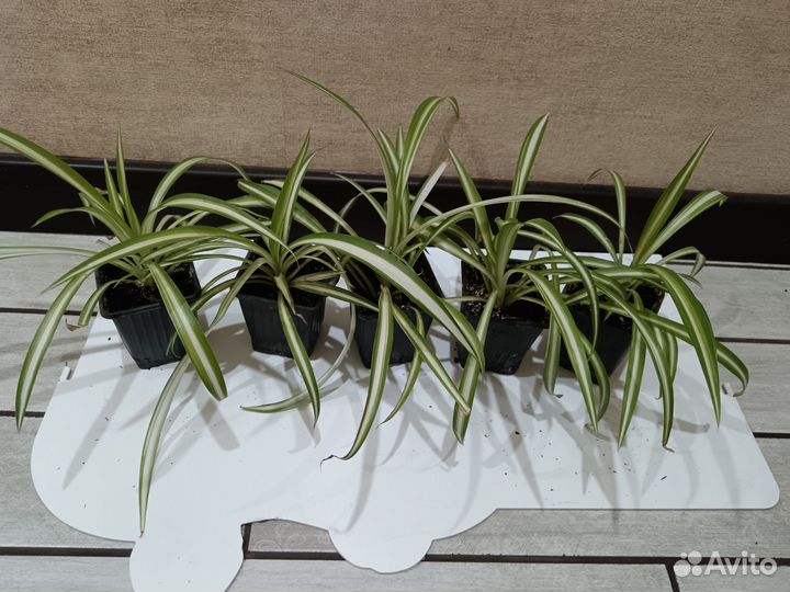 Хлорофитум